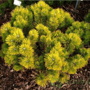  Сосна Pinus mugo 'Golden Glow'